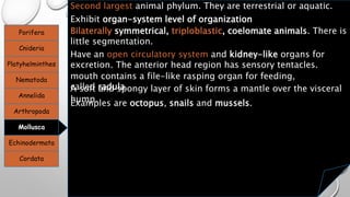 Porifera
Cnideria
Platyhelminthes
Nematoda
Annelida
Arthropoda
Mollusca
Echinodermata
Cordata
Second largest animal phylum. They are terrestrial or aquatic.
Exhibit organ-system level of organization
Bilaterally symmetrical, triploblastic, coelomate animals. There is
little segmentation.
Have an open circulatory system and kidney-like organs for
excretion. The anterior head region has sensory tentacles.
mouth contains a file-like rasping organ for feeding,
called radulaA soft and spongy layer of skin forms a mantle over the visceral
hump.Examples are octopus, snails and mussels.
 