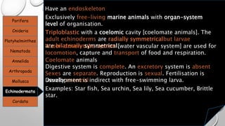 Porifera
Cnideria
Platyhelminthes
Nematoda
Annelida
Arthropoda
Mollusca
Echinodermata
Cordata
Have an endoskeleton
Exclusively free-living marine animals with organ-system
level of organisation.
Triploblastic with a coelomic cavity [coelomate animals]. The
adult echinoderms are radially symmetricalbut larvae
are bilaterally symmetrical.Water-driven tube system [water vascular system] are used for
locomotion, capture and transport of food and respiration.
Coelomate animals
Digestive system is complete. An excretory system is absent
Sexes are separate. Reproduction is sexual. Fertilisation is
usually externalDevelopment is indirect with free-swimming larva.
Examples: Star fish, Sea urchin, Sea lily, Sea cucumber, Brittle
star.
 