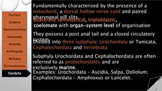 Porifera
Cnideria
Platyhelminthes
Nematoda
Annelida
Arthropoda
Mollusca
Echinodermata
Cordata
Fundamentally characterised by the presence of a
notochord, a dorsal hollow nerve cord and paired
pharyngeal gill slits.
Bilaterally symmetrical, triploblastic,
coelomate with organ-system level of organisation
They possess a post anal tail and a closed circulatory
system.Divided into three subphyla: Urochordata or Tunicata,
Cephalochordata and Vertebrata
Subphyla Urochordata and Cephalochordata are often
referred to as protochordates and are
exclusively marine.
Examples: Urochordata – Ascidia, Salpa, Doliolum;
Cephalochordata – Amphioxus or Lancelet.
 