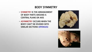 BODY SYMMETRY
• SYMMETRY IS THE ARRANGEMENT
OF BODY PARTS AROUND A
CENTRAL PLANE OR AXIS
• ASYMMETRY OCCURS WHEN THE
BODY CAN’T BE DIVIDED INTO
SIMILAR SECTIONS (SPONGES)
 