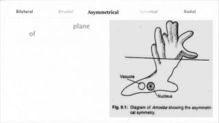 Asymmetrical Spherical RadialBiradialBilateral
No body axis and no plane
of symmetry
Only members of the
phylum Porifera (sponges)
have no body plan symmetry
There are some fish
species, such as flounder,
that lack symmetry as
adults. However, the larval
fish are bilaterally
symmetrical.
 