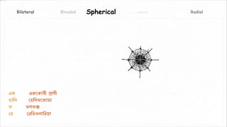 AsymmetricalSpherical RadialBiradialBilateral
Shape of the body is
spherical and lack any
axisThe body can be divided into two
identical halves in any plane that
runs through the organism’s cen-
tre
এক হালি ভরে দে ”
এক দে - একরকাষী প্রাণী
হালি দে- দহলিওর ায়া
ভ দে - ভিভক্স
দে দে - দেলিওিালেয়া
 