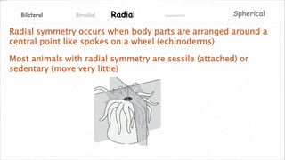 Asymmetrical SphericalRadialBiradialBilateral
Radial symmetry occurs when body parts are arranged around a
central point like spokes on a wheel (echinoderms)
Most animals with radial symmetry are sessile (attached) or
sedentary (move very little)
 