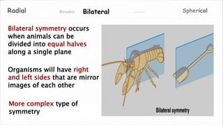 Asymmetrical SphericalRadial Biradial Bilateral
Bilateral symmetry occurs
when animals can be
divided into equal halves
along a single plane
Organisms will have right
and left sides that are mirror
images of each other
More complex type of
symmetry
 