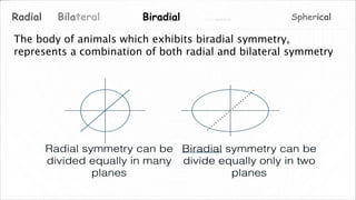 Asymmetrical SphericalRadial BiradialBilateral
The body of animals which exhibits biradial symmetry,
represents a combination of both radial and bilateral symmetry
 