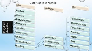 Classification of Animilia
 