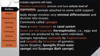 Porifera
Cnideria
Platyhelminthes
Nematoda
Annelida
Arthropoda
Mollusca
Echinodermata
Cordata
includes organisms with holes
Primitive multicellular animals and have cellular level of
organisation.Non-motile animals attached to some solid support
body design involves very minimal differentiation and
division into tissues.
Commonly called sponges
Have a water transport or canal system
Sexes are not separate (hermaphrodite), i.e., eggs and
sperms are produced by the same individual.
Sponges reproduce asexually by fragmentation
and sexually by formation of gametes.
Sycon (Scypha), Spongilla (Fresh water
sponge) and Euspongia (Bath sponge).
 