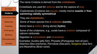 Porifera
Cnideria
Platyhelminthes
Nematoda
Annelida
Arthropoda
Mollusca
Echinodermata
Cordata
The name Cnidaria is derived from the cnidoblasts
Cnidoblasts are used for defense and for the capture of prey
Coelenterata (Cnidaria) are aquatic, mostly marine sessile or free-
swimming radially symmetrical
They are diploblastic.
Some of these species live in colonies (corals).
Some have a solitary [living alone] (hydra).
Some of the cnidarians, e.g., corals have a skeleton composed of
calcium carbonate.
Digestion is extracellular and intracellular.
Examples: Aurelia (jelly fish), Physalia (Portuguese man-of-war),
Adamsia (Sea anemone), Pennatula (Sea-pen), Gorgonia (Sea-fan)
and Meandrina (Brain coral).
 