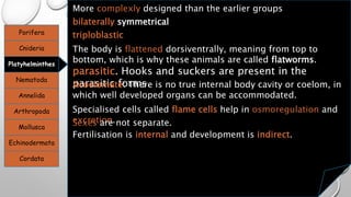 Porifera
Cnideria
Platyhelminthes
Nematoda
Annelida
Arthropoda
Mollusca
Echinodermata
Cordata
More complexly designed than the earlier groups
bilaterally symmetrical
triploblastic
The body is flattened dorsiventrally, meaning from top to
bottom, which is why these animals are called flatworms.
parasitic. Hooks and suckers are present in the
parasitic forms.Acoelomate: There is no true internal body cavity or coelom, in
which well developed organs can be accommodated.
Specialised cells called flame cells help in osmoregulation and
excretion.Sexes are not separate.
Fertilisation is internal and development is indirect.
 