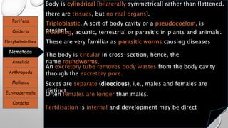 Porifera
Cnideria
Platyhelminthes
Nematoda
Annelida
Arthropoda
Mollusca
Echinodermata
Cordata
Body is cylindrical [bilaterally symmetrical] rather than flattened.
there are tissues, but no real organs].
Triploblastic. A sort of body cavity or a pseudocoelom, is
present.freeliving, aquatic, terrestrial or parasitic in plants and animals.
These are very familiar as parasitic worms causing diseases
The body is circular in cross-section, hence, the
name roundworms.
An excretory tube removes body wastes from the body cavity
through the excretory pore.
Sexes are separate (dioecious), i.e., males and females are
distinct.
Often females are longer than males.
Fertilisation is internal and development may be direct
 
