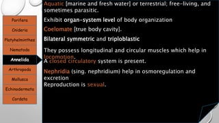 Porifera
Cnideria
Platyhelminthes
Nematoda
Annelida
Arthropoda
Mollusca
Echinodermata
Cordata
Aquatic [marine and fresh water] or terrestrial; free-living, and
sometimes parasitic.
Exhibit organ-system level of body organization
Coelomate [true body cavity].
Bilateral symmetric and triploblastic
They possess longitudinal and circular muscles which help in
locomotion.
A closed circulatory system is present.
Nephridia (sing. nephridium) help in osmoregulation and
excretion
Reproduction is sexual.
 