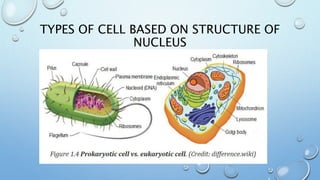 TYPES OF CELL BASED ON STRUCTURE OF
NUCLEUS
 