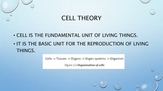 CELL THEORY
• CELL IS THE FUNDAMENTAL UNIT OF LIVING THINGS.
• IT IS THE BASIC UNIT FOR THE REPRODUCTION OF LIVING
THINGS.
 