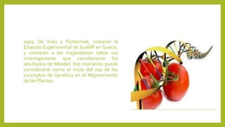 1901, De Vries y Tschermak, visitaron la
Estación Experimental de Svalöff en Suecia,
y contaron a los mejoradores sobre sus
investigaciones que corroboraron los
resultados de Mendel. Ese momento puede
considerarse como el inicio del uso de los
conceptos de Genética en el Mejoramiento
de las Plantas
 