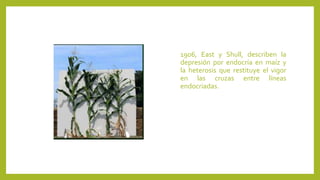 1906, East y Shull, describen la
depresión por endocría en maíz y
la heterosis que restituye el vigor
en las cruzas entre líneas
endocriadas.
 