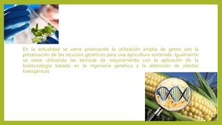 En la actualidad se viene priorizando la utilización amplia de genes con la
preservación de los recursos genéticos para una agricultura sostenida. Igualmente
se viene utilizando las técnicas de mejoramiento con la aplicación de la
biotecnología basado en la ingeniería genética y la obtención de plantas
transgénicas
 