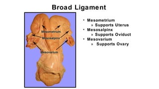 Broad Ligament
• Mesometrium
» Supports Uterus
• Mesosalpinx
» Supports Oviduct
• Mesovarium
» Supports Ovary
 