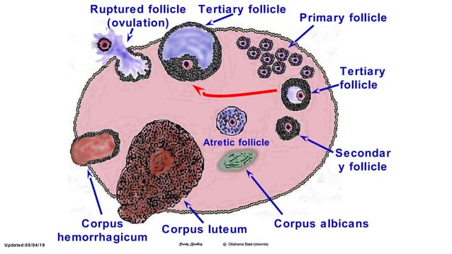 Female Reproductive Tract Anatomy of Domestic Animals