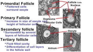 Follicle Cells
• Flattened cells
surround oocyte
• Increase in size of oocyte and
height of follicular cells
• Surrounded ...
