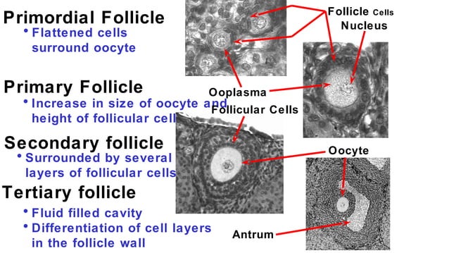 Female Reproductive Tract Anatomy of Domestic Animals