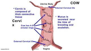 Updated:05/04/19
Cervi
x
• Cervix is
composed of
thick connective
tissue
COW
Cow has 4-5
annular rings
Uterine Body
Vagina...