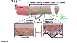 Updated:05/04/19
Posterior Vaginal Histology
Stratified Squamous
Epithelium
Mucosa
Submucos
 