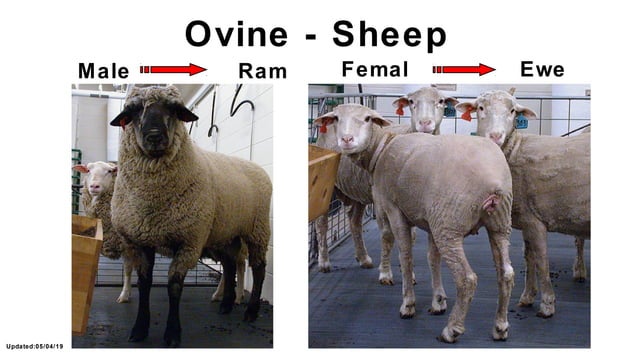 Female Reproductive Tract Anatomy of Domestic Animals