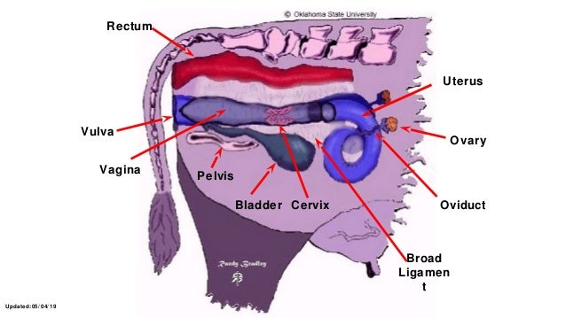 Female Reproductive Tract Anatomy Of Domestic Animals