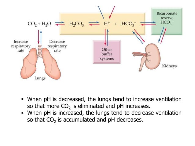 Principles of Acid-Base Imbalance | PPT
