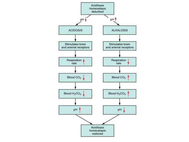 Gallery Detail: Principles Of Acid Base Imbalance