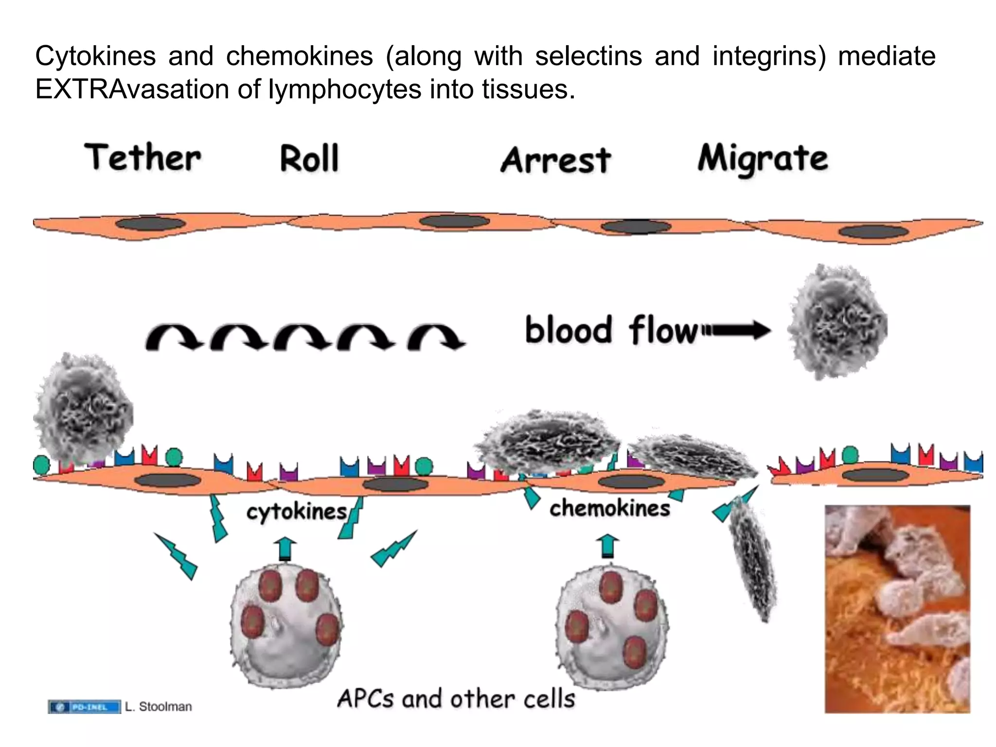 Cytokines and chemokines (along with selectins and integrins) mediate
EXTRAvasation of lymphocytes into tissues.
 