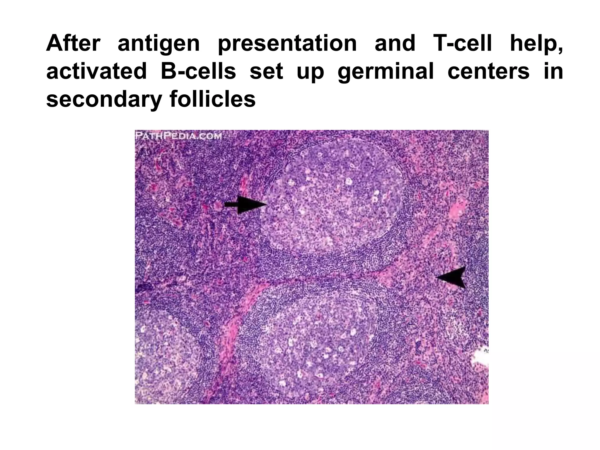 After antigen presentation and T-cell help,
activated B-cells set up germinal centers in
secondary follicles
 