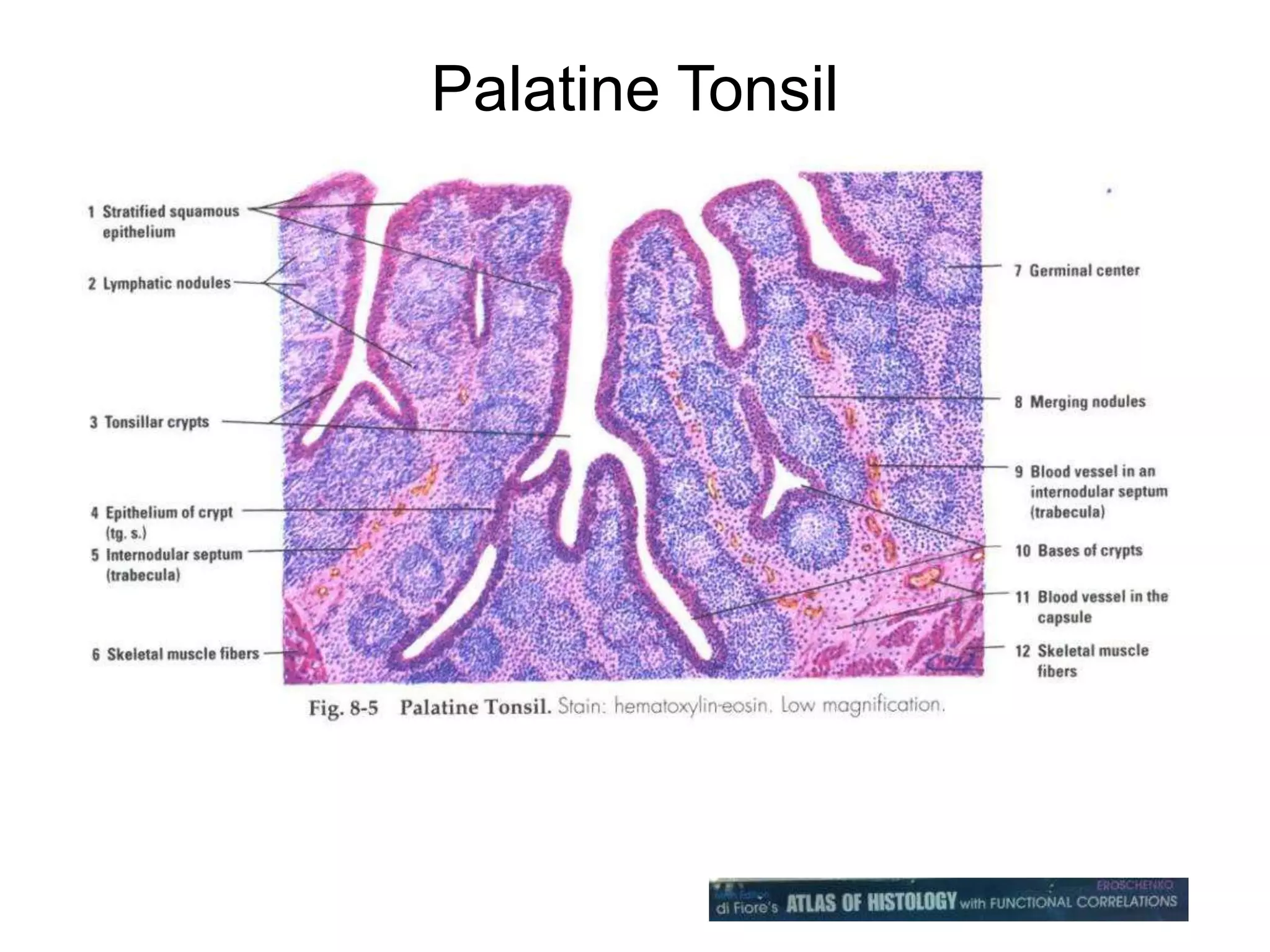 Palatine Tonsil
 