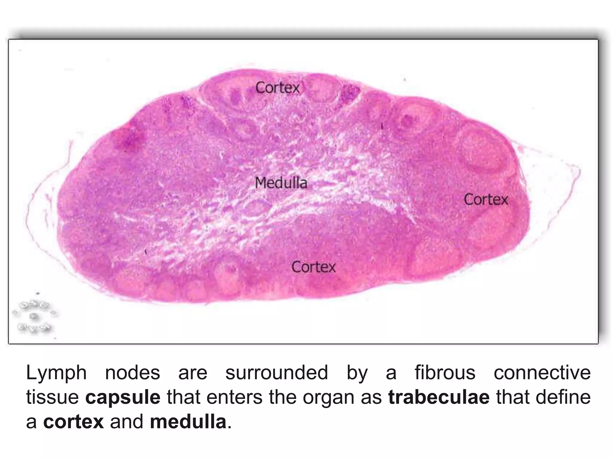 Lymph nodes are surrounded by a fibrous connective
tissue capsule that enters the organ as trabeculae that define
a cortex and medulla.
 