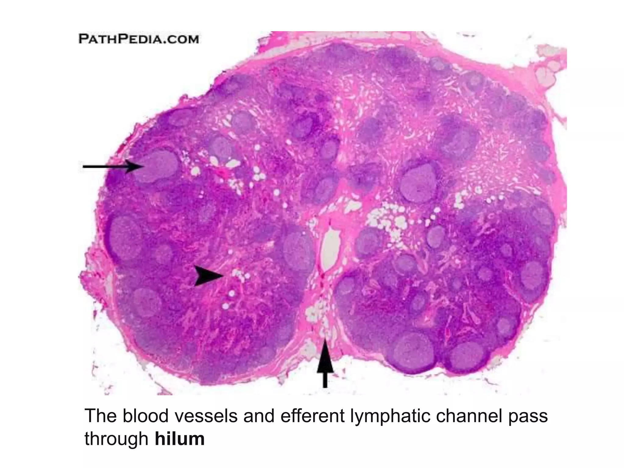 The blood vessels and efferent lymphatic channel pass
through hilum
 