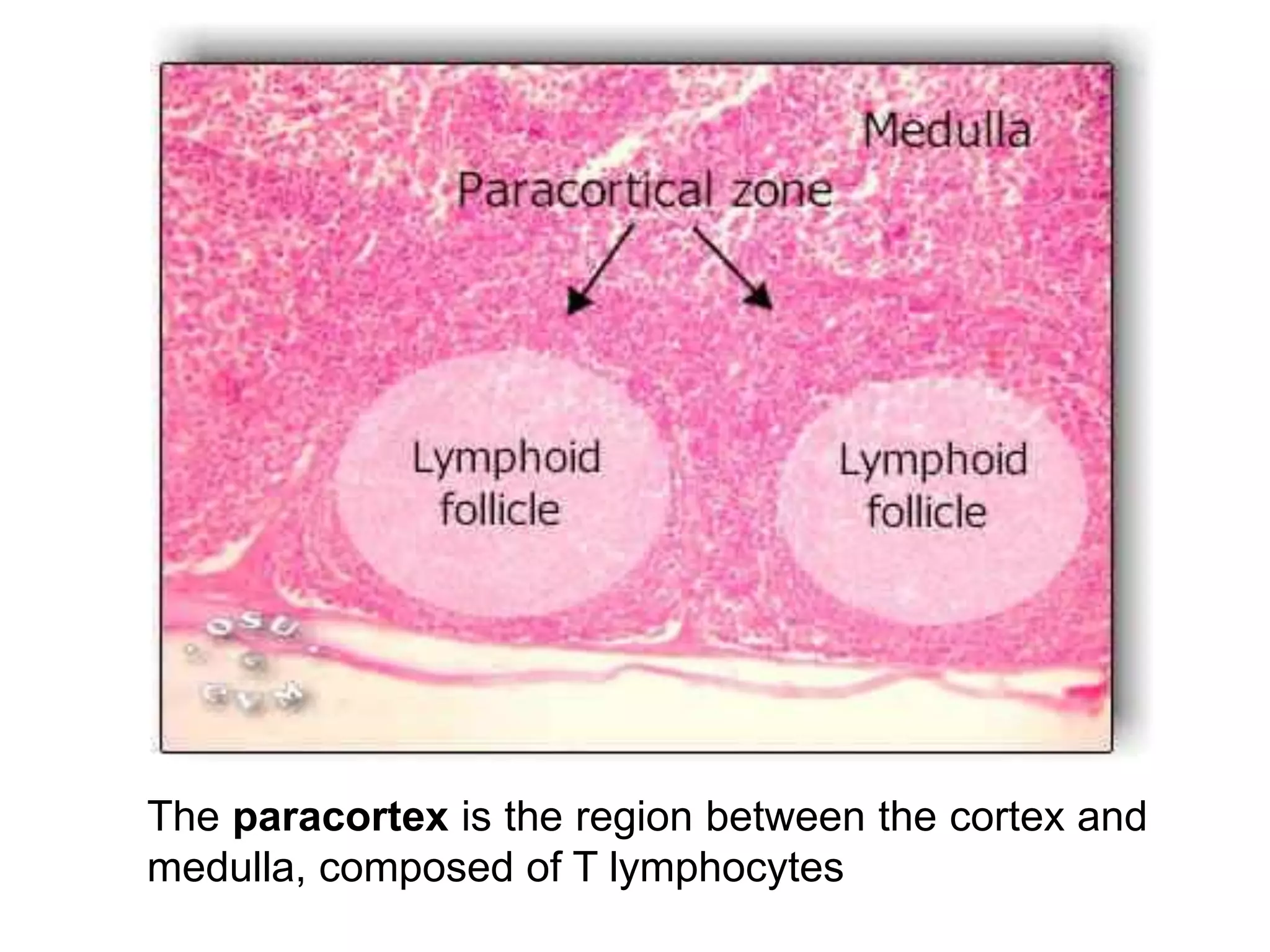 The paracortex is the region between the cortex and
medulla, composed of T lymphocytes
 