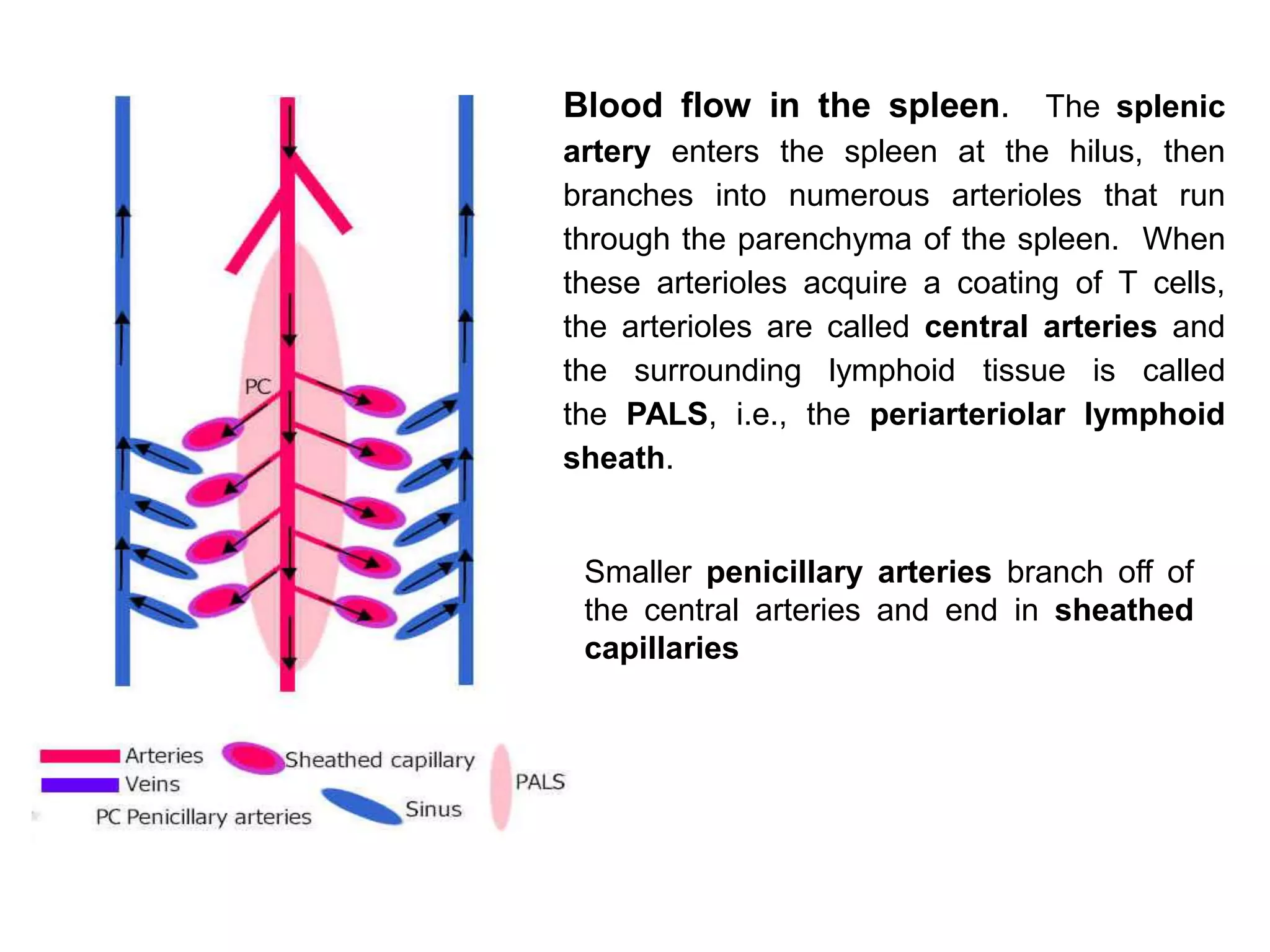 Blood flow in the spleen. The splenic
artery enters the spleen at the hilus, then
branches into numerous arterioles that run
through the parenchyma of the spleen. When
these arterioles acquire a coating of T cells,
the arterioles are called central arteries and
the surrounding lymphoid tissue is called
the PALS, i.e., the periarteriolar lymphoid
sheath.
Smaller penicillary arteries branch off of
the central arteries and end in sheathed
capillaries
 
