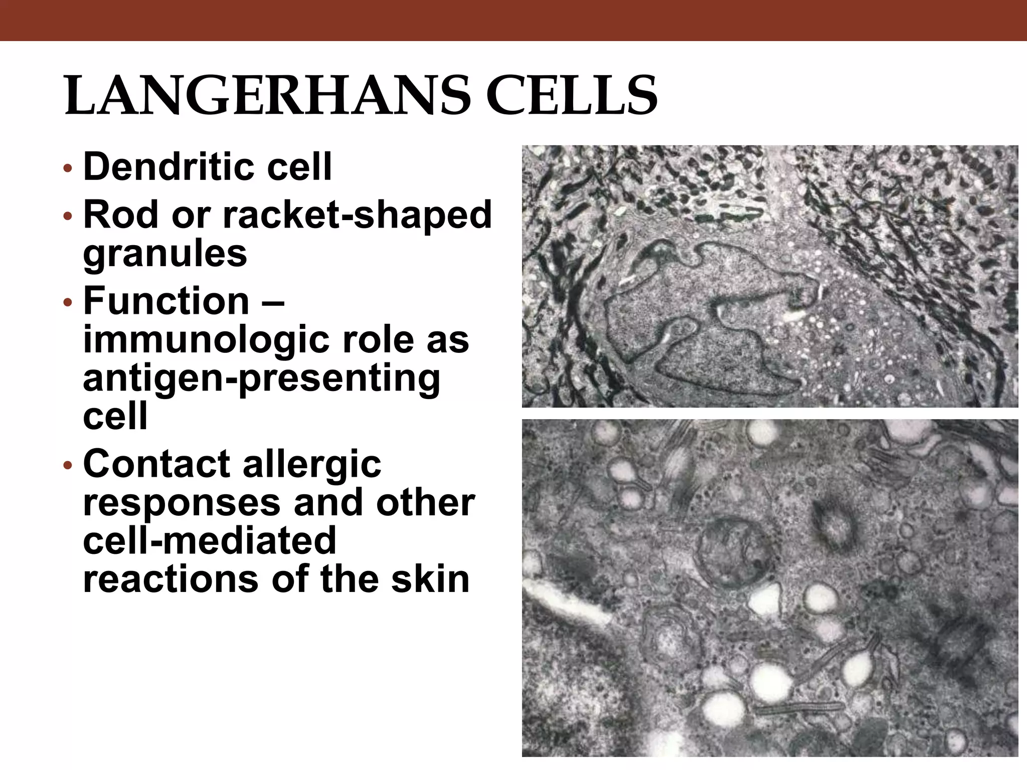 Histology of the Integument | PPTX