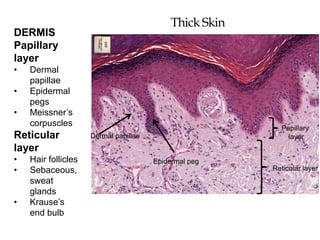 Histology of the Integument