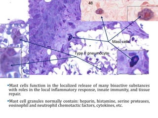 Histology of the Respiratory System | PPTX