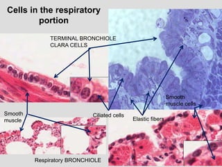 Histology of the Respiratory System | PPT