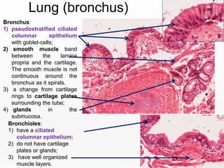 secondary bronchus histology