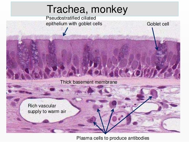 Histology of the Respiratory System