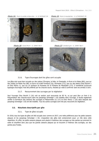 Rapport Suivi 2018 – Gîtes à Chiroptères – Mars 2019
Poitou-Charentes Nature 21
Photo 24 : Murin à oreilles échancrées – A. LE NOZAHIC CN Photo 25: Murin à moustaches – A. LE NOZAHIC CN
Photo 26: Grand Murin – E. JOMAT NE17 Photo 27: Oreillard gris – E. JOMAT NE17
3.1.6. Type d’ouvrages dont les gîtes sont occupés
Les gîtes sont aussi bien occupés sur des cadres (l’Envigne, la Pallu, le Champallu, la Rune et le Palais (86)), que sur
des voûtes (la Petite Foy (86), la Gorre et le Bief Fontiaud (16), Permasse (17)), que sur des dalots (Chez Boutrit 1
et Chez Périou 1), que sur un portique (le Ruisseau de la Fontaine de Mazaubert (17)). Il semblerait qu’aucune
typologie d’ouvrages n’est été préférée par les chauves-souris, résultat qui reste à confirmer dans les années à venir.
3.1.7. Recouvrement des ouvrages par la végétation
Seul l’ouvrage Chez Boutrit 2 (16) voit sa section aval recouverte de 90 %, ce qui peut être un frein à la
fréquentation des chauves-souris dans les parpaings Schwelger 1 GS installés dans l’ouvrage. Il faudra également
vérifier la fermeture des sections des ouvrages la Maisonnette (1) (17) et Chez Périou 1 (16) dans lesquels des
parpaings Schwelger 1 GS ont été installés. Tous les autres ouvrages sont très peu recouverts de végétation.
3.2. Résultats descriptifs par gîte
3.2.1. Type de gîtes occupés
En 2018, tous les types de gîtes ont été occupés avec comme en 2017, une nette préférence pour les petits caissons
plaques et les parpaings Schwelger 1 GS. L’exposition des gîtes doit certainement jouer un rôle dans cette
répartition. En effet, les petits caissons plaques sont placés à l’extérieur des ouvrages sur des parties qui prennent le
soleil et chauffent donc plus que les grands caissons plaques qui se trouvent à l’intérieur des ouvrages, sur des
parties plus froides.
 