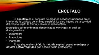 ENCÉFALO
El encéfalo es el conjunto de órganos nerviosos ubicados en el
interior de la cavidad del cráneo cerebral. La cara interna de la cavidad
del cráneo repite la forma y el relieve del encéfalo
protegidos por membranas denominadas meninges, el cual se
distinguen tres:
• Duramadre
• Aracnoides
• Piamadre
Al igual que el encéfalo la médula espinal posee meninges y
líquido cefalorraquídeo que actúan como protectores.
 