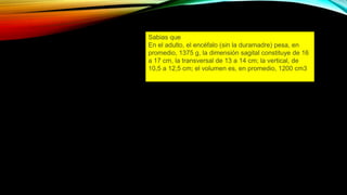 Sabias que
En el adulto, el encéfalo (sin la duramadre) pesa, en
promedio, 1375 g, la dimensión sagital constituye de 16
a 17 cm, la transversal de 13 a 14 cm; la vertical, de
10,5 a 12,5 cm; el volumen es, en promedio, 1200 cm3
 