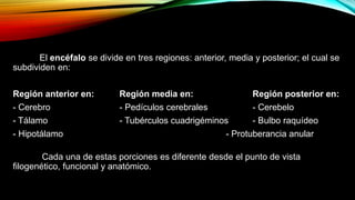 El encéfalo se divide en tres regiones: anterior, media y posterior; el cual se
subdividen en:
Región anterior en: Región media en: Región posterior en:
- Cerebro - Pedículos cerebrales - Cerebelo
- Tálamo - Tubérculos cuadrigéminos - Bulbo raquídeo
- Hipotálamo - Protuberancia anular
Cada una de estas porciones es diferente desde el punto de vista
filogenético, funcional y anatómico.
 