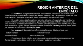 REGIÓN ANTERIOR DEL
ENCÉFALO
El cerebro es el órgano nervioso que controla tanto actividades voluntarias como
involuntarias (subsistema circulatorio, respiratorio, digestivo, etc.). Representa la porción más
maciza del encéfalo y llena la mayor parte de la cavidad del cráneo cerebral.
El cerebro posee dos hemisferios (derecho e izquierdo) separados por hendiduras
interhemisféricas. Ambos hemisferios no quedan desvinculados del todo, están unidos por
una estructura llamada cuerpo calloso. El cerebro también presenta otras hendiduras que le
dan un aspecto rugoso; las que son profundas se denominan cisuras y las que tienen forma
de pliegues se denominan circunvoluciones.
Las cisuras dividen cada hemisferio, áreas llamadas lóbulos, el cual son:
- Lóbulo Parietal - Lóbulo Occipital
- Lóbulo Frontal - Lóbulo Temporal
En cada uno de los lóbulos se encuentran áreas sensoriales relacionadas con las
funciones corporales, éstas reciben los estímulos y elaboran respuestas.
 