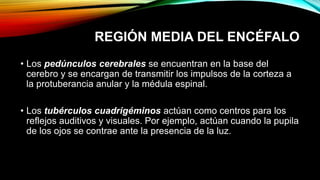 REGIÓN MEDIA DEL ENCÉFALO
• Los pedúnculos cerebrales se encuentran en la base del
cerebro y se encargan de transmitir los impulsos de la corteza a
la protuberancia anular y la médula espinal.
• Los tubérculos cuadrigéminos actúan como centros para los
reflejos auditivos y visuales. Por ejemplo, actúan cuando la pupila
de los ojos se contrae ante la presencia de la luz.
 