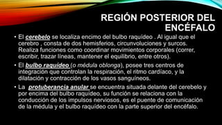 REGIÓN POSTERIOR DEL
ENCÉFALO
• El cerebelo se localiza encimo del bulbo raquídeo . Al igual que el
cerebro , consta de dos hemisferios, circunvoluciones y surcos.
Realiza funciones como coordinar movimientos corporales (correr,
escribir, trazar líneas, mantener el equilibrio, entre otros).
• El bulbo raquídeo (o médula oblonga), posee tres centros de
integración que controlan la respiración, el ritmo cardíaco, y la
dilatación y contracción de los vasos sanguíneos.
• La protuberancia anular se encuentra situada delante del cerebelo y
por encima del bulbo raquídeo, su función se relaciona con la
conducción de los impulsos nerviosos, es el puente de comunicación
de la médula y el bulbo raquídeo con la parte superior del encéfalo.
 